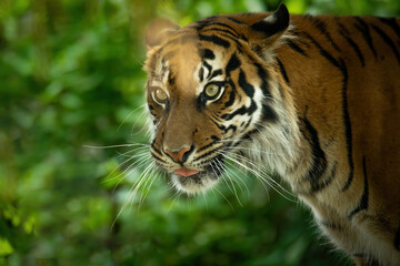 Fototapeta na wymiar Malayan tiger (Panthera tigris tigris), with a beautiful dark background. Colourful endangered animal with orange hair sitting on the ground in the forest. Wildlife scene from nature, Malaysia