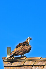 front view, medium distance of osprey standing on a wood shingled roof of a shack, on a pier, jutting into the tropical gulf of Mexico