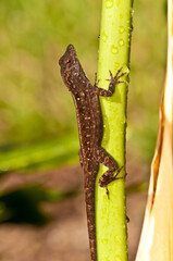 Tropical gecko climbing up a tropical plant after a rain storm