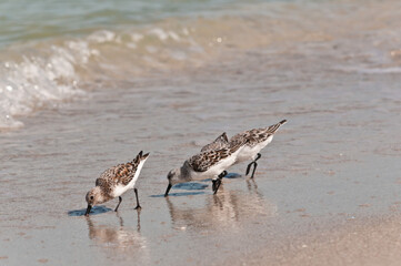 side view, medium distance of three sanderling, sea birds, poking the sandy, tropical, shoreline, to catch tiny clams for next meal