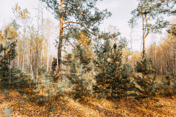 Autumn mixed forest in the rays of the sun. Pines, birches, firs in yellow falling leaves. Autumn landscape