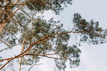 Tall evergreen pines stand against the blue sky. bottom view