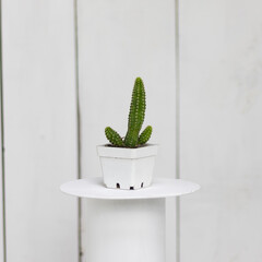 
cactus on a white surface and white wooden background.