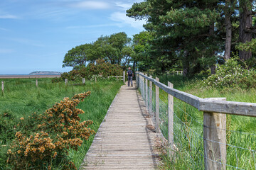 Fototapeta na wymiar A single female walking away on a boardwalk on the Wales Coastal Path with a wooden handrail on the right-hand side. 