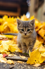 gray kitten in autumn leaves