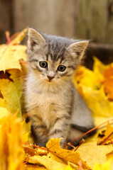 Naklejka na ściany i meble gray kitten in autumn leaves