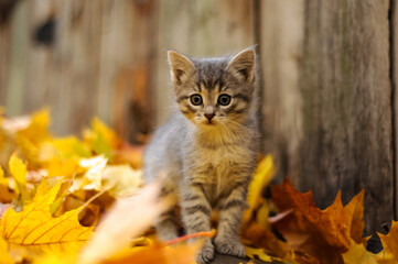 Naklejka na ściany i meble gray kitten in autumn leaves