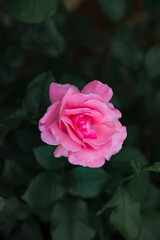 Pink rose in garden spring and summer with green leaves in background