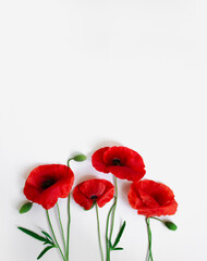 Obraz premium Red poppies on a white background. Postcard in the style of minimalism, place for text, close-up