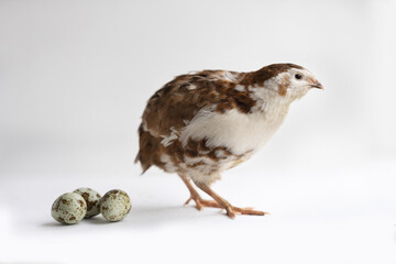 quail on a white background