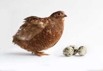 quail on a white background