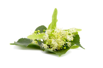 Linden tree flowers with green leaves isolated on white background. Basswood blossom