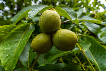 Green apples on the tree, apple grown for making cider, a typical drink of the Basque Country, Gipuzkoa. Basque Country