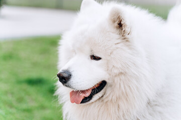 Fototapeta premium Beautiful, fluffy, purebred dog on a background of the city. Beautiful, white dog