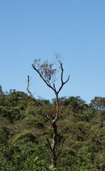Árvores no Mirante do Forte de Brumadinho - MG