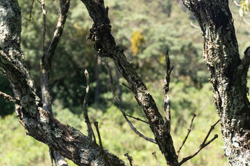 Árvores no Mirante do Forte de Brumadinho - MG