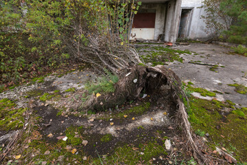 Tree grew on the road in abandoned ghost town Pripyat