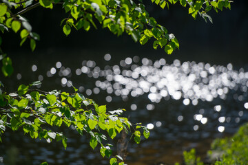 bright green leaves with bokeh effect light reflecting off water against black background with open...