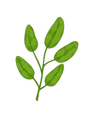 Hand drawn branch with leaves isolated on white background. Vector illustration in sketch style