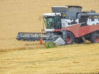 Fototapeta premium combine harvester working on a field