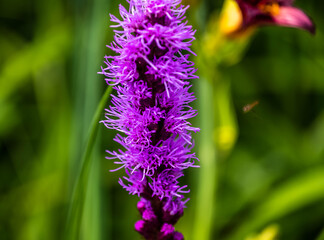 AA tall purple spiked plant
