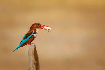Colorful bird. Yellow nature background. White throated Kingfisher. 