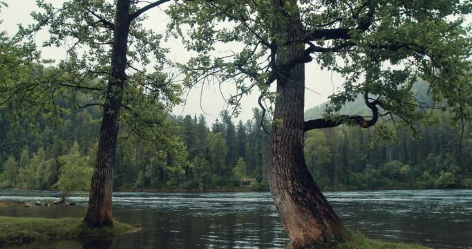 A slow panorama of trees by the water and a mountain river. A beautiful landscape of mountains in the fog, gray sky, tree trunks and a mighty river.