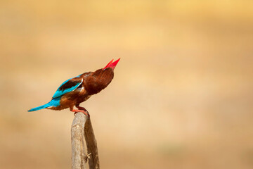 Colorful bird White throated Kingfisher. Yellow nature background. 
