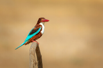 White throated Kingfisher. Yellow nature background. 