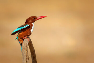 White throated Kingfisher. Yellow nature background. 