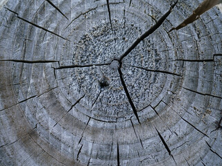 Texture background of wooden log top view