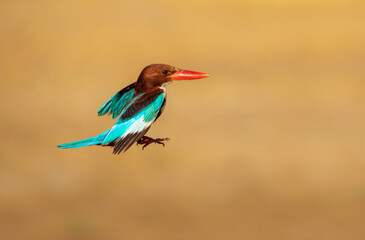 Fototapeta premium White throated Kingfisher. Yellow nature background. 