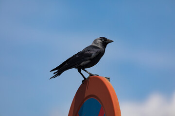 A strange blue-eyed raven looks around, Segovia, Spain