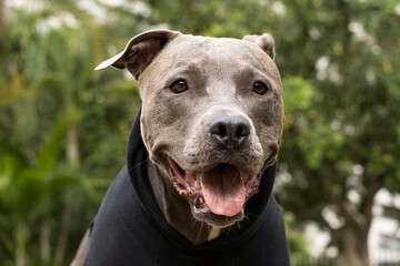 Pit bull dog in a black sweatshirt playing in the park on a cold day. Pit bull in dog park with ramp, green grass and wooden fence.