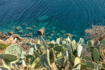 Prickly pear cactus bushes growing in Greece on clear bright blue rocky sea shore. Sharp needles on green big leaves in sunset sun. South Europe wild flora