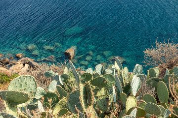 Prickly pear cactus bushes growing in Greece on clear bright blue rocky sea shore. Sharp needles on...