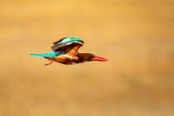 White throated Kingfisher. Yellow nature background. 