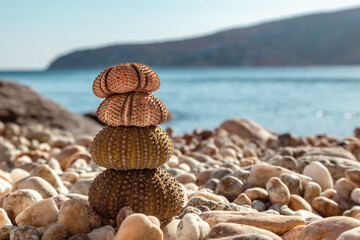 Colorful sea urchin shells (skeletons) close-up on pebble stone beach on Aegean sea in Greece....