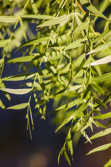 green leaves in the wind