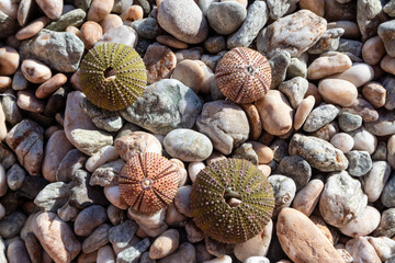 Colorful sea urchin shells (skeletons) close-up on pebble stone beach on Aegean sea in Greece....