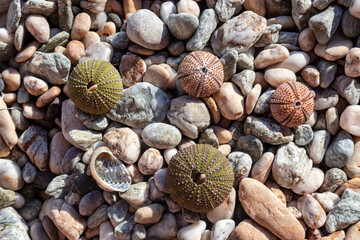 Colorful sea urchin shells (skeletons) close-up on pebble stone beach on Mediterranean sea in...
