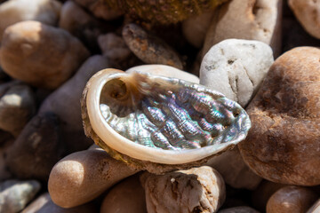 Shining perlamuter beautiful shell close-up on pebble stone beach on Aegean sea in Greece. Spiral hard shell inside laying under the sun