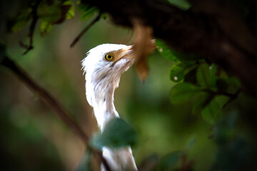 The cattle egret is a cosmopolitan species of heron found in the tropics, subtropics, and warm-temperate zones. It is the only member of the monotypic genus Bubulcus, although some authorities regard 