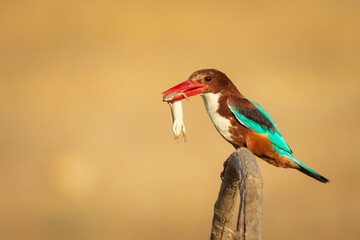 Colorful bird. Yellow nature background. White throated Kingfisher. 