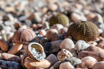 Shining perlamuter beautiful shell and sea urchin shells (skeletons) close-up on pebble stone beach on Aegean sea in Greece. Spiny, globular animals, echinoderms round hard shells