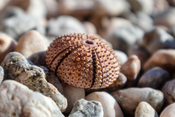 Pink sea urchin shell (skeleton) close-up on pebble stone beach on Mediterranean sea in Greece....