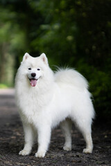 Samoyed dog and green background photo