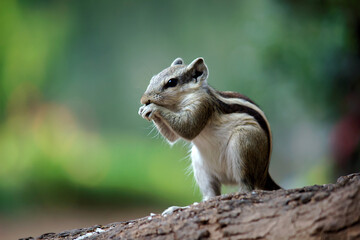 Squirrels are members of the family Sciuridae, a family that includes small or medium-size rodents. The squirrel family includes tree squirrels, ground squirrels, chipmunks, marmots, flying squirrels,