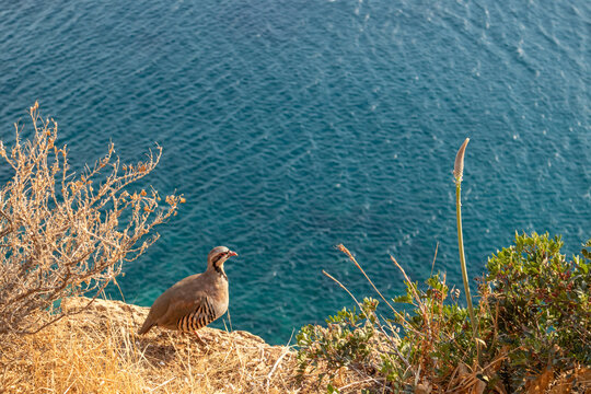 The rock partridge (Alectoris graeca), pheasant family. Birds watching on rocky edge of Mediterranean blue sea coast, Cape Sounion, Attica, summer in Greece
