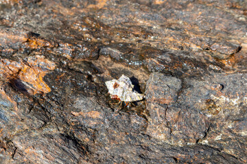 Hermit crab crawl hiding in mollusc hard shell close-up on rock surface under Mediterranean summer sun on sea shore. Marine wild life